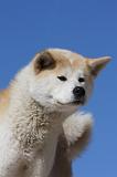 AKITA INU 302